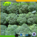 Hot Sale China Cleaning Fresh Broccoli Green With Lower Price